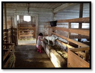 Child petting goat in barn