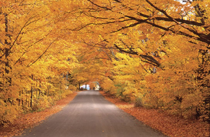 Autumn