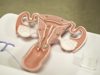 Plastic model of the female reproductive system sits on white background.
