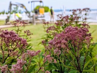 Milkweed and joe pye weed in a pollinator garden.