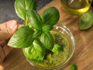 Photo of a sprig of fresh basil.