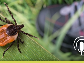 Close-up of a tick on a leaf with a hiking boot in the background, podcast microphone icon overlaid.