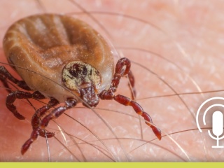 Close up of a tick on skin with an overlay of a podcast microphone icon in white.