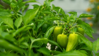 Close-up of peppers growing in a garden.