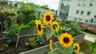 Close-up of sunflowers on a roof.