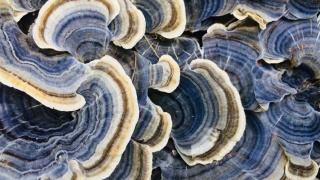 Photo of a mushroom.