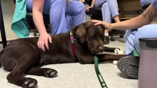 Baldr the therapy dog visits staff at UVM Medical Center Labor and Delivery.