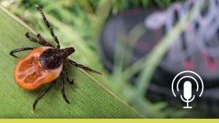 Close-up of a tick on a leaf with a hiking boot in the background, podcast microphone icon overlaid.