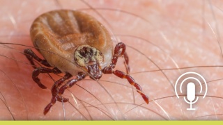 Close up of a tick on skin with an overlay of a podcast microphone icon in white.
