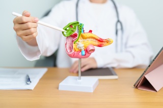 Close-up of a medical provider pointing to a model of a gallbladder.