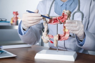 Close-up of a medical provider pointing to a model of a gastrointestinal system.