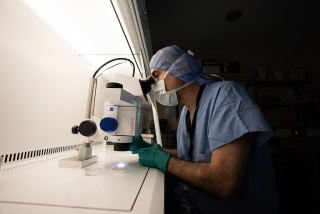 A clinician looks through a microscope at the University of Vermont Medical Center IVF lab.