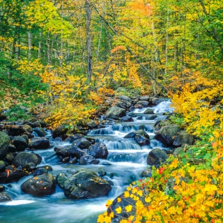 A brook with fall trees surrounding